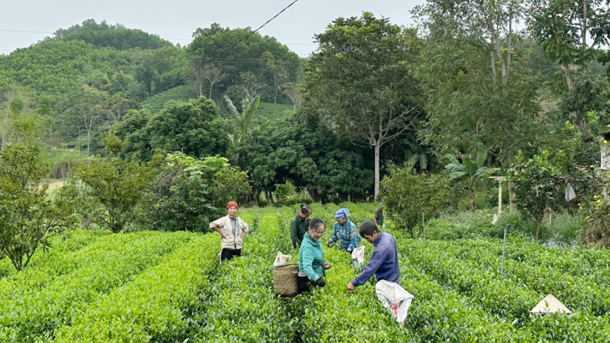 Hương sắc không gian trà Thái Nguyên, nơi hội tụ những thương hiệu OCOP